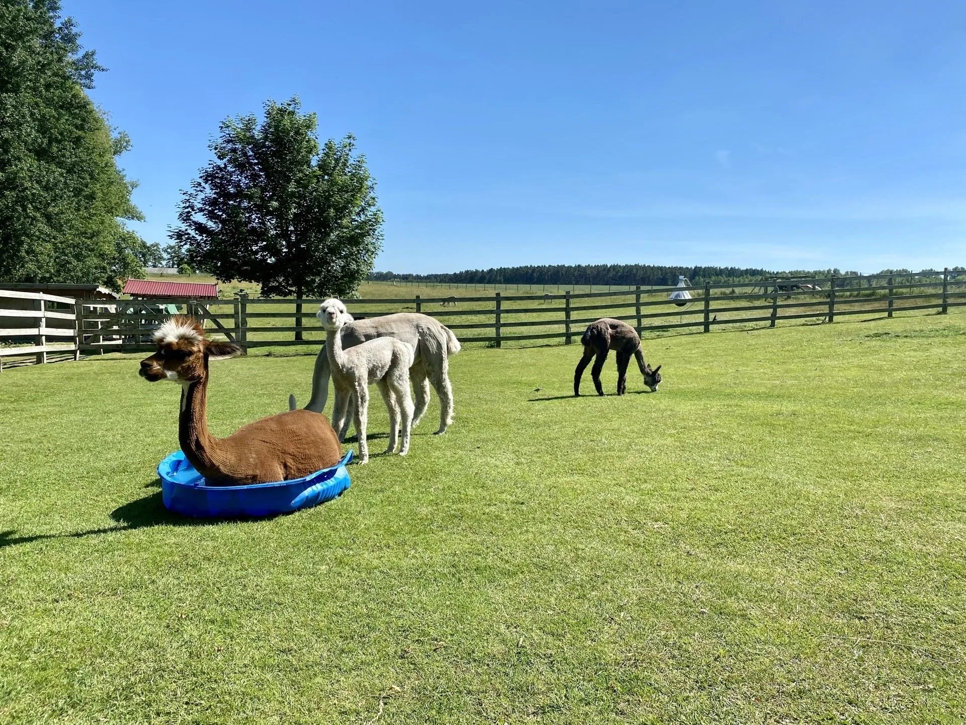 Trebeltal Alpacas