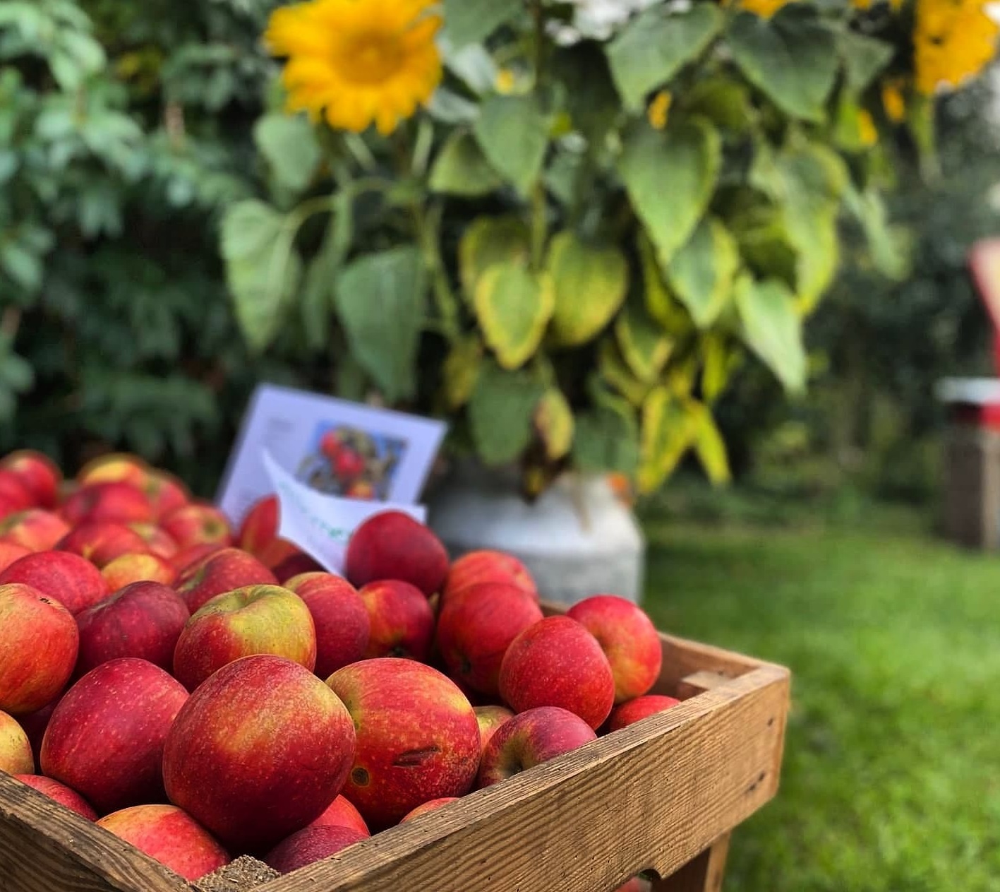 Duftende Bio-Äpfel und daraus frischen Saft pressen! © Albrecht Schuhr