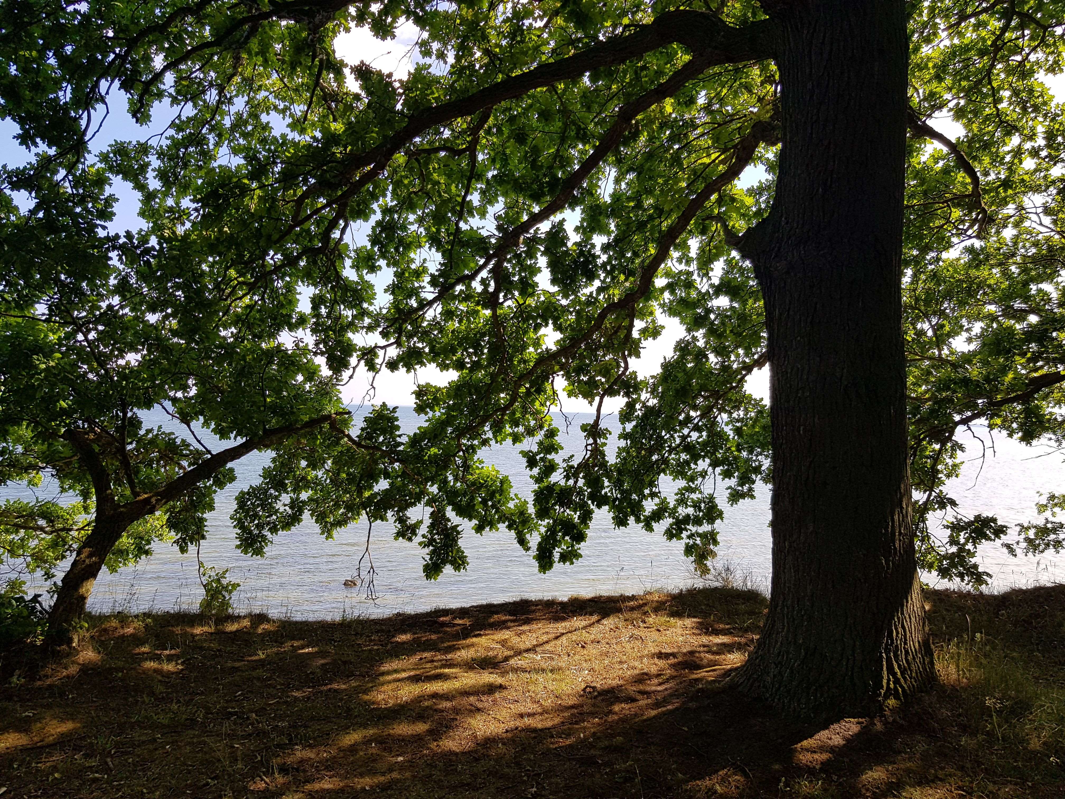 Landschaftsverschönerung von Wilhelm Malte I. Fürst zu Putbus - Zwischen Krakvitz auf Rügen und Wreechener See