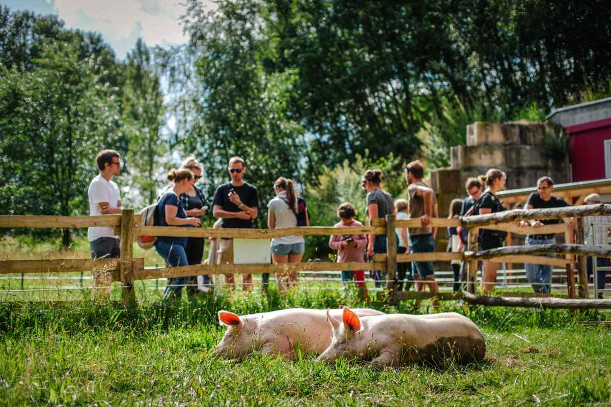 Die Schweine Anni & Rosalie bei den Besuchszeiten im Land der Tiere © Land der Tiere