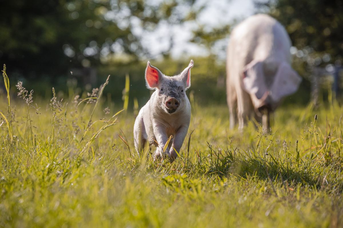 Ferkel Willi & Mutter Hanna © Land der Tiere