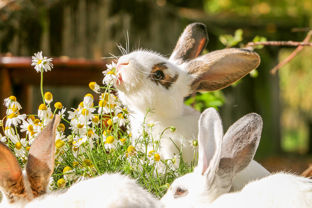 Kaninchen Osterkind © Land der Tiere