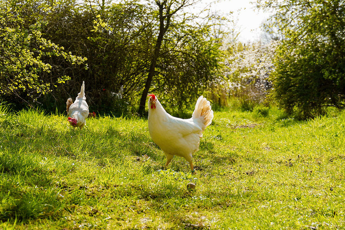 Huhn Frau Lehmann © Land der Tiere