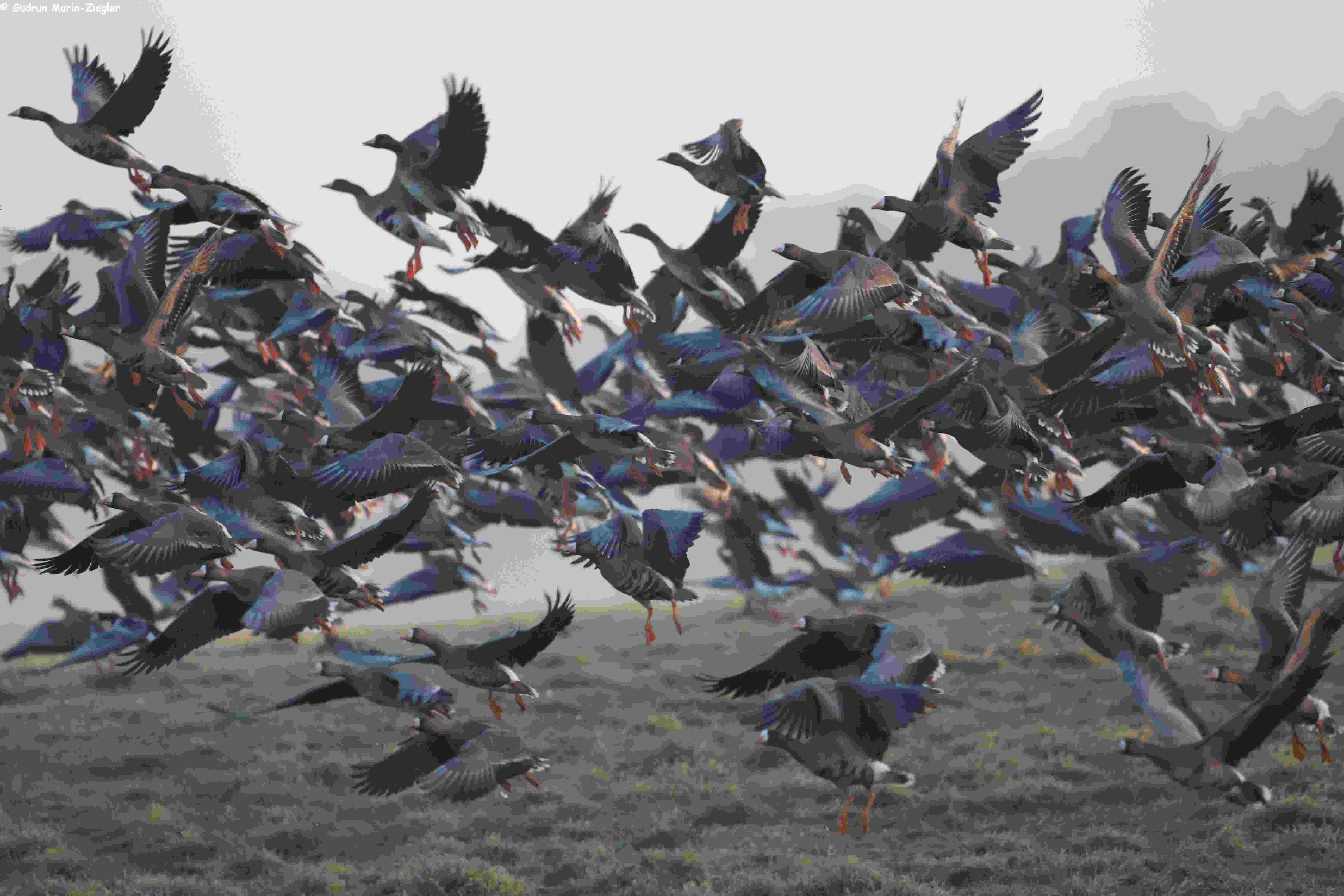Die Rückkehr der Wildgänse