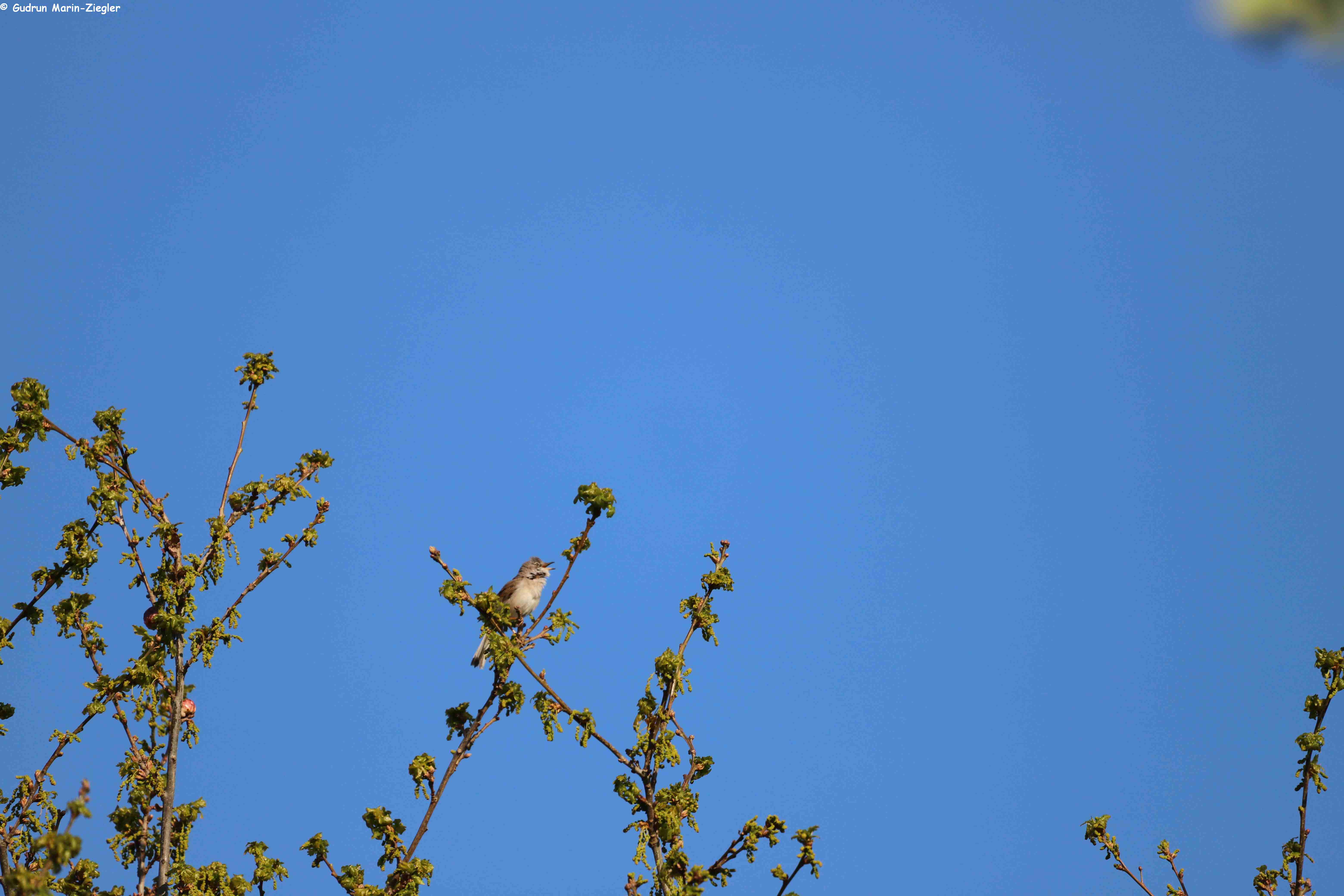 Das Zwitschern im Walde