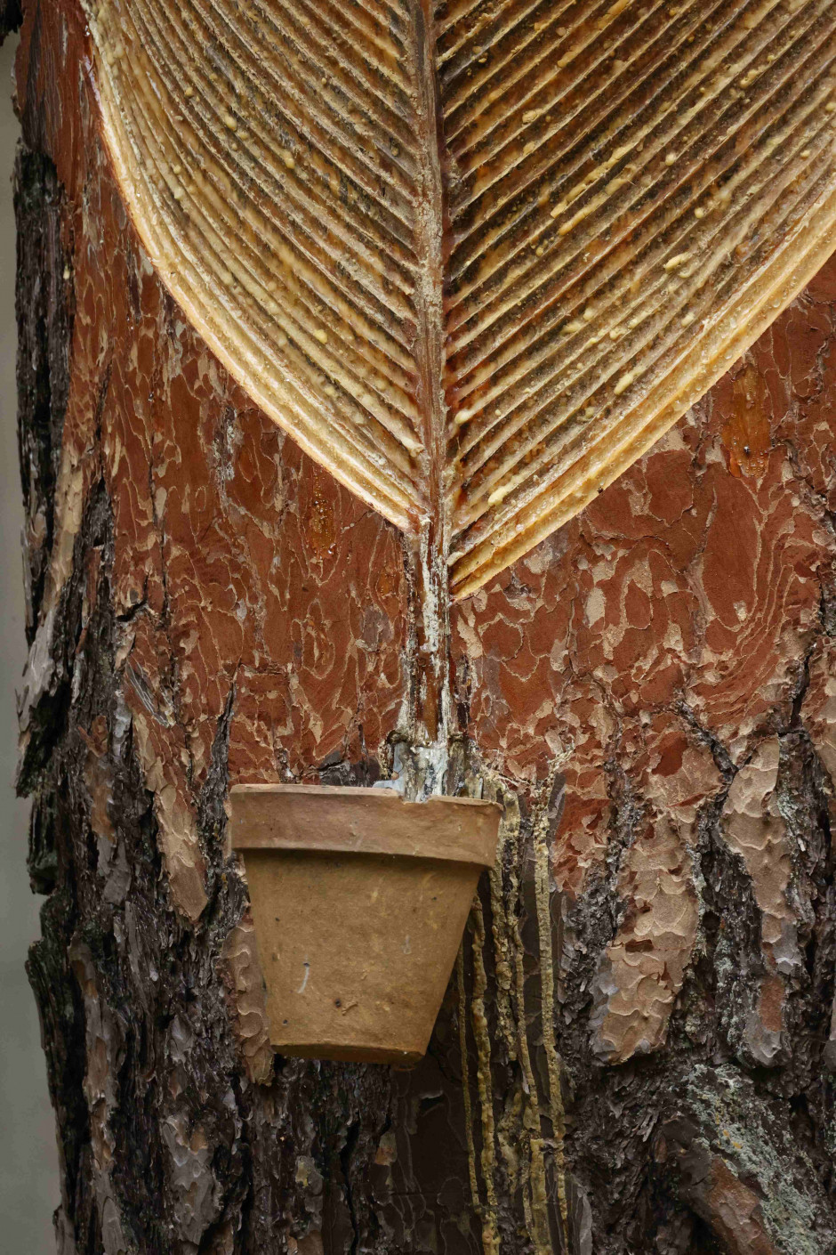 Harzung von Kiefern – Ein altes Handwerk im Naturpark erleben