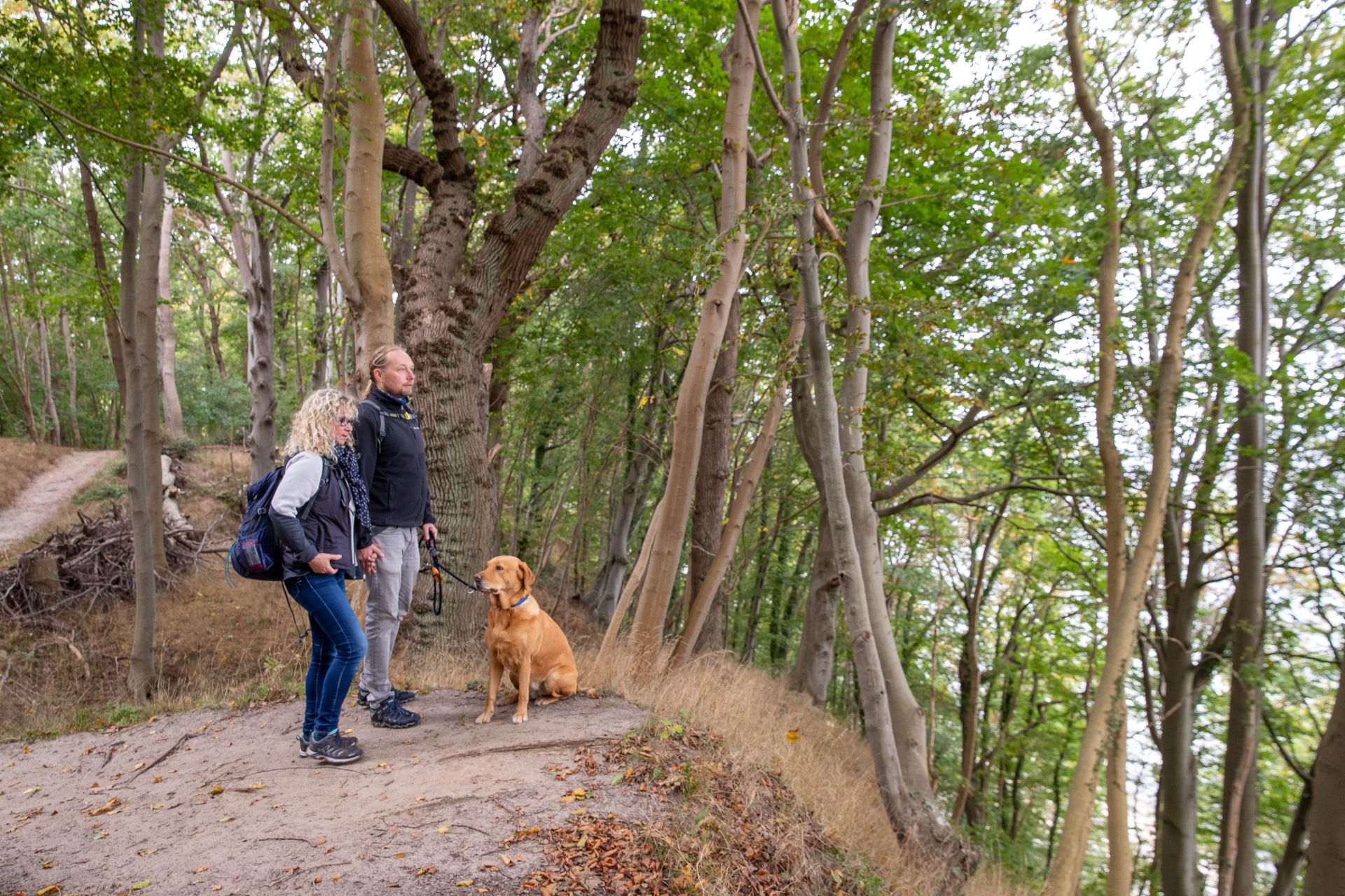 Lichterpfoten - Lichterspaziergang mit Hund