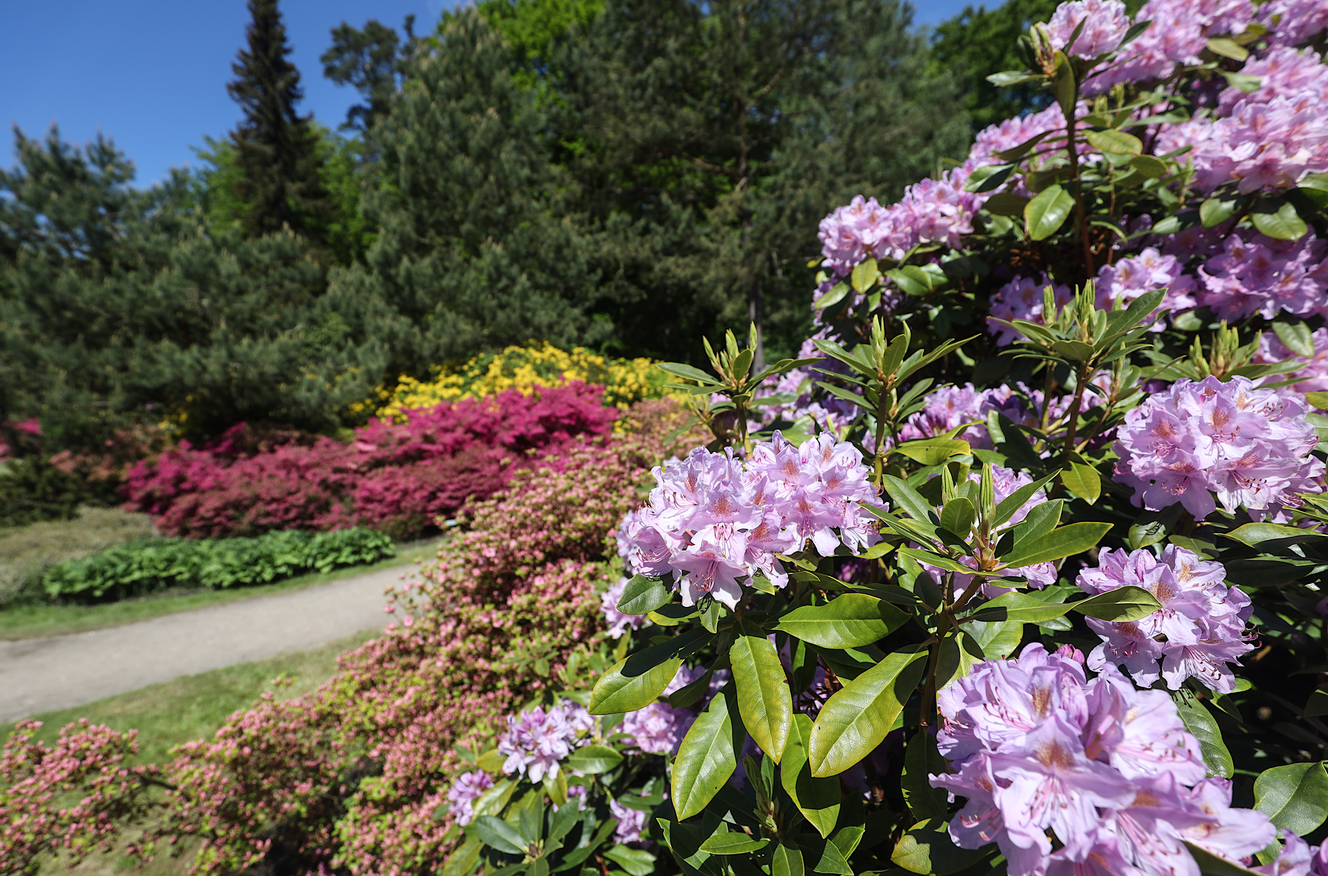 Rhododendronpark Ostseeheilbad Graal-Müritz © TMV/Gohlke