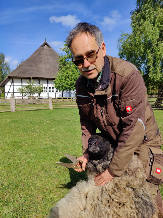 Sheep shearing