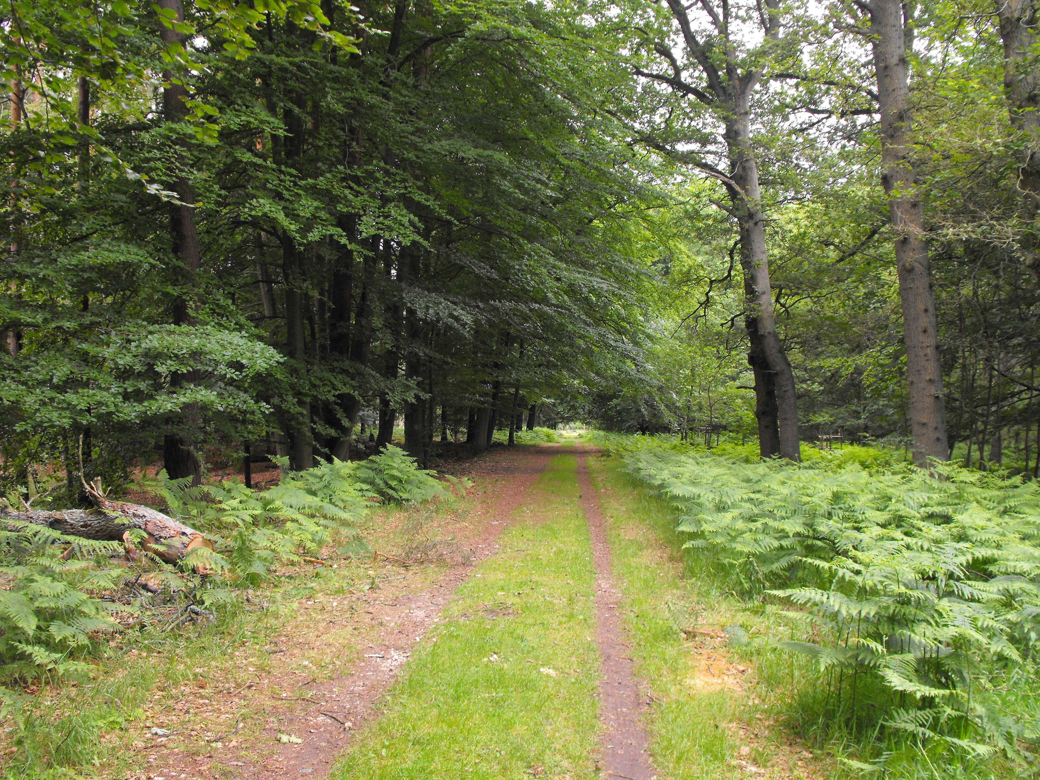 Wald_Weg (2)