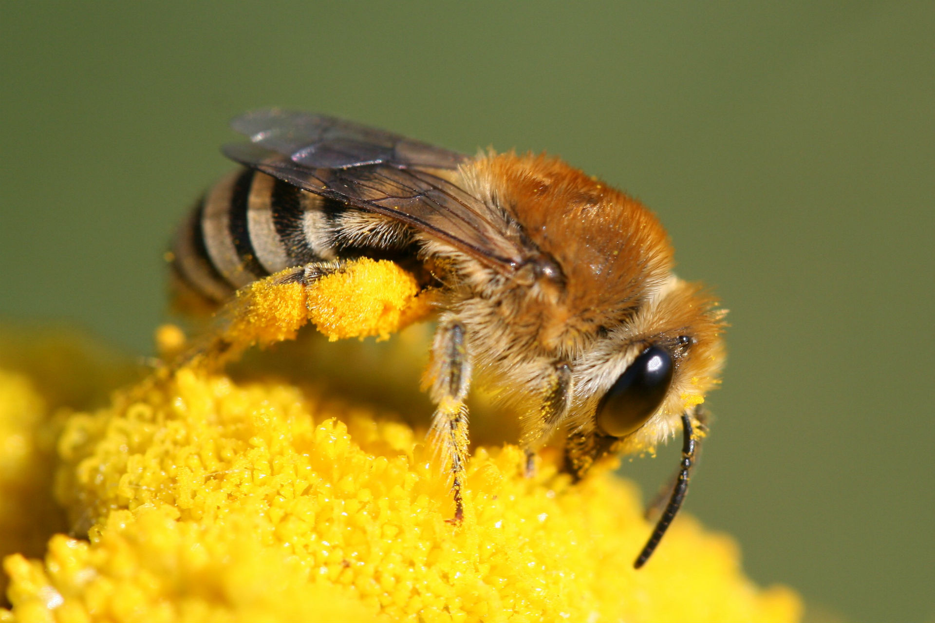Die faszinierende Welt der Wildbienen