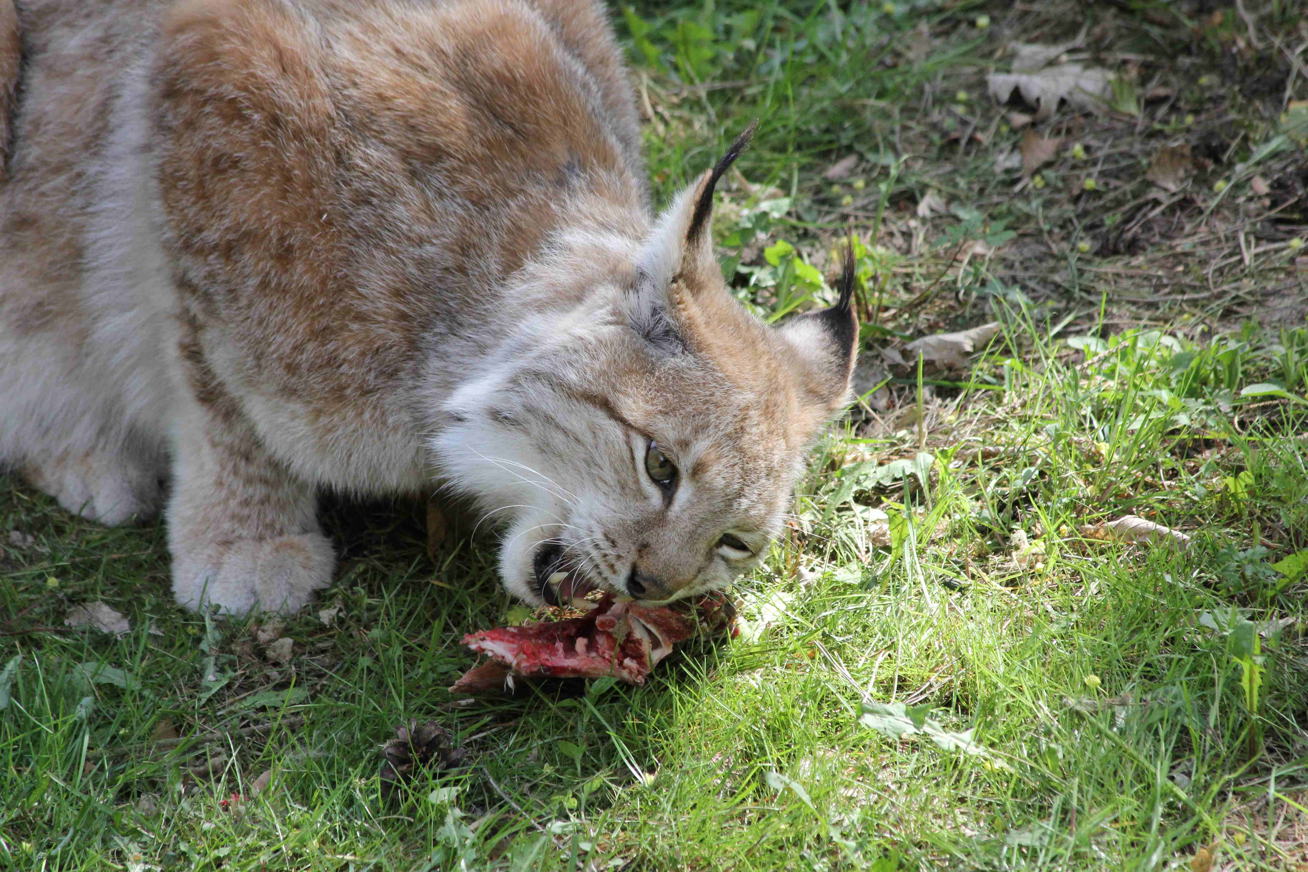 Abendtour durch den Wildpark-MV