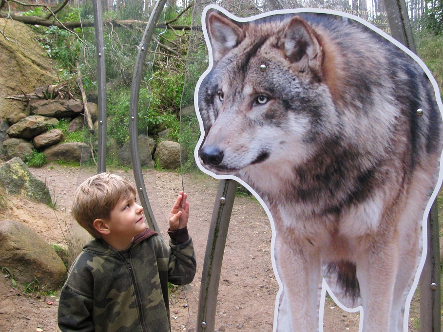 Kinder-Spezial: Wolfswanderung in der Dämmerung