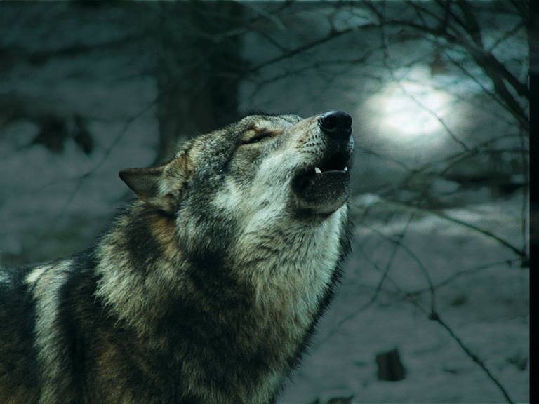 Wolfswanderung in der Dämmerung im Wildpark-MV