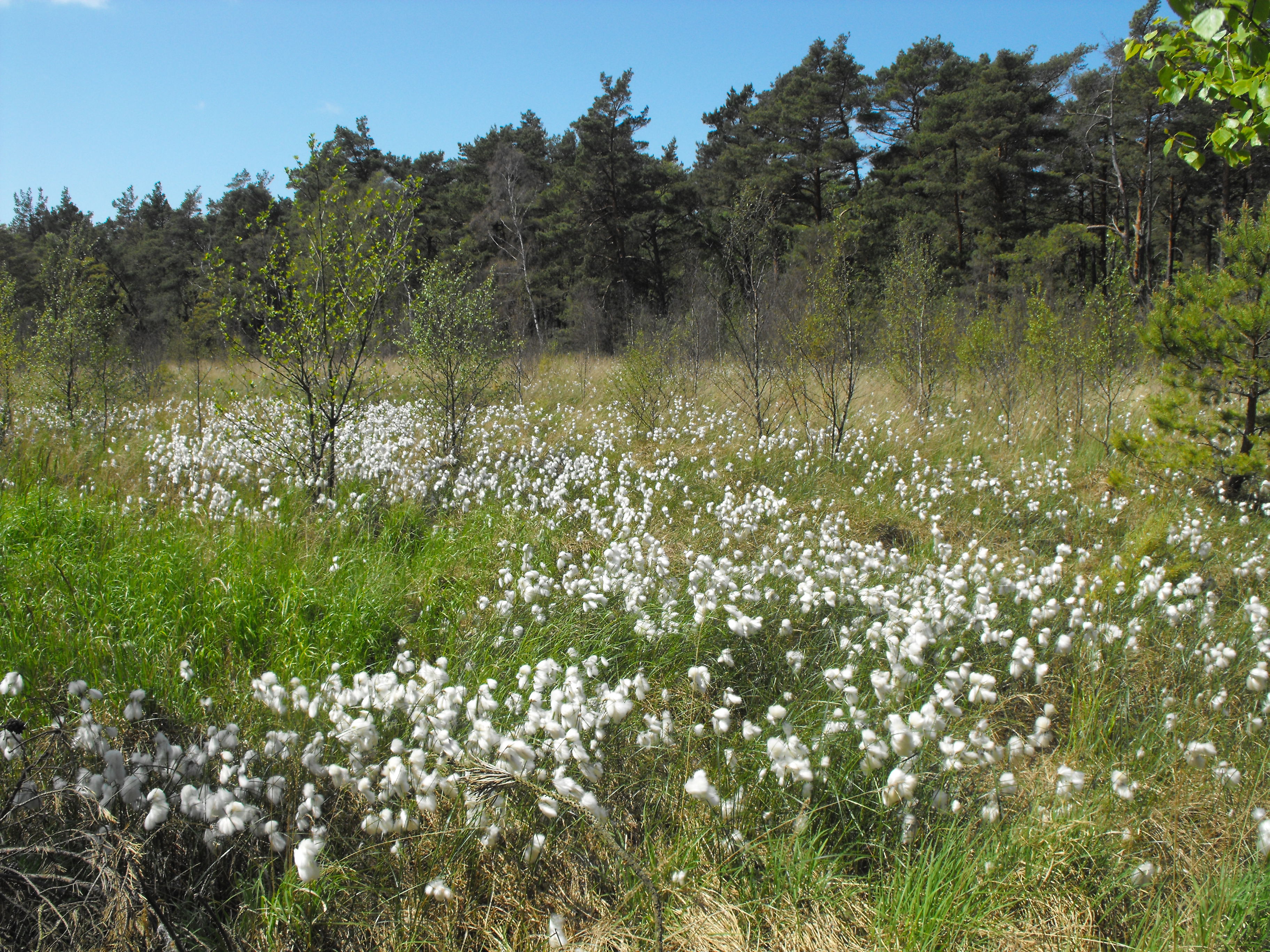 Wollgras_Wiese