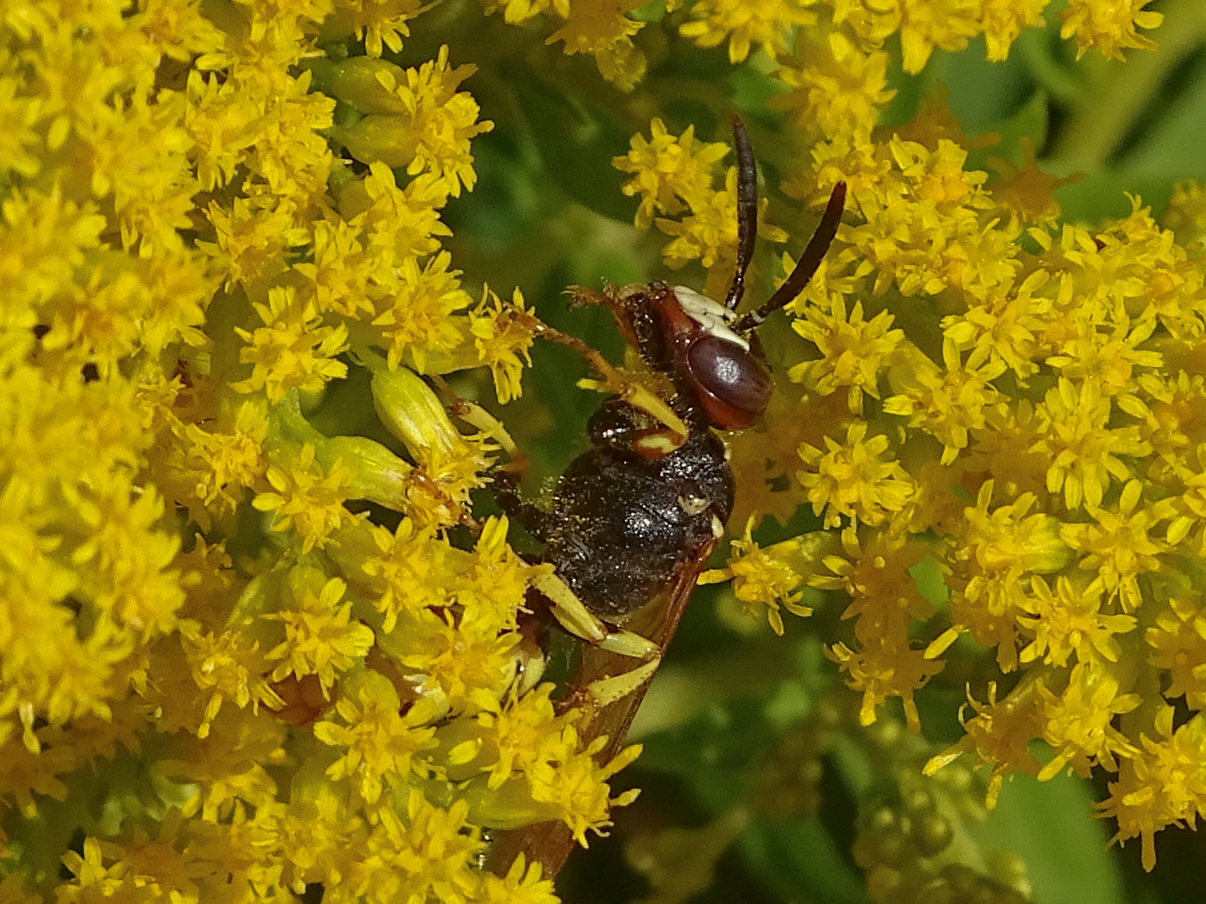 Beute einer Honigbiene © Silke Wiegand