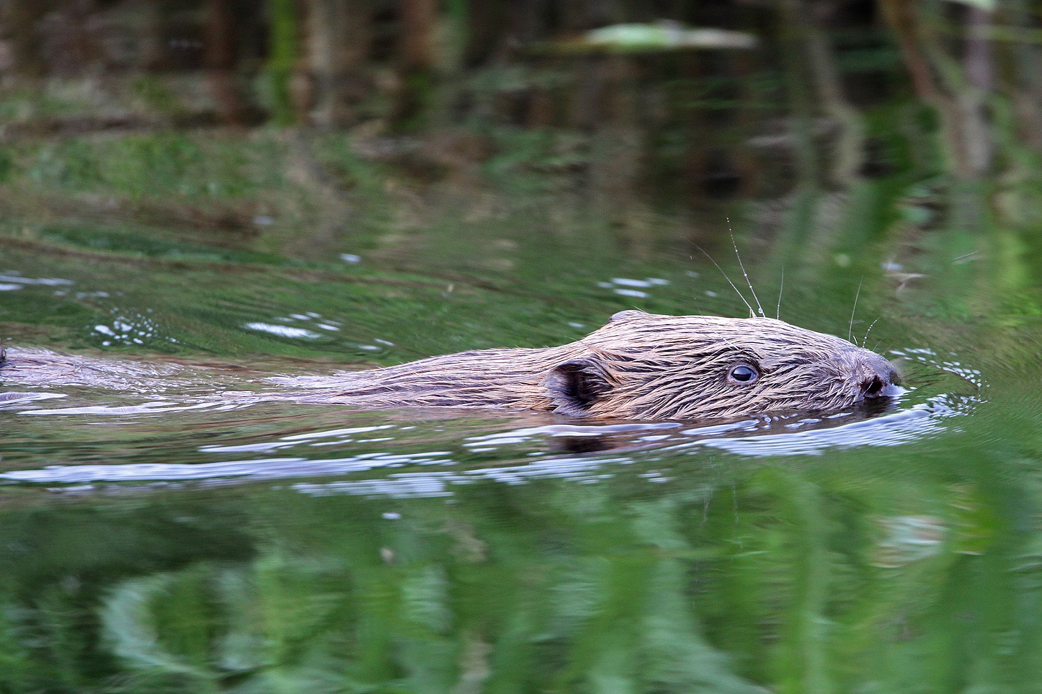 Biber auf dem Störkanal in der Lewitz - zwischen Plate und Schweriner See. © Ralf Ottmann/lewitzfotograf.de