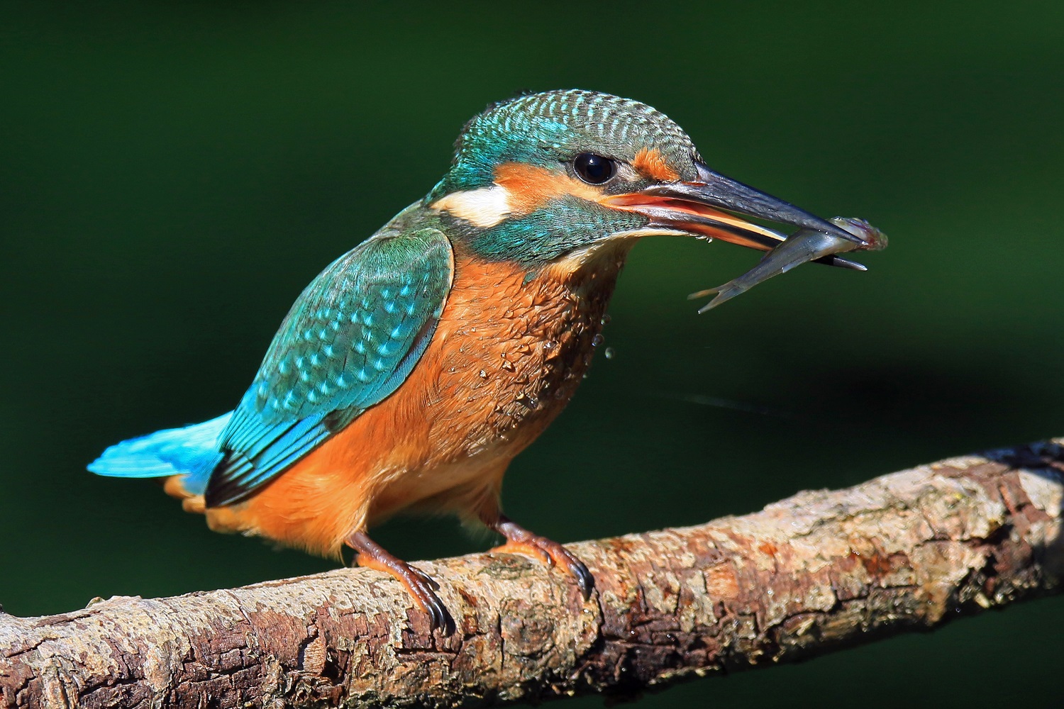 Eisvogel am Lewitzer Störkanal. © Ralf Ottmann/lewitzfotograf.de