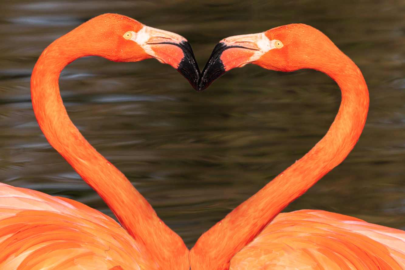 flamingo_valentinstag © Zoo Schwerin