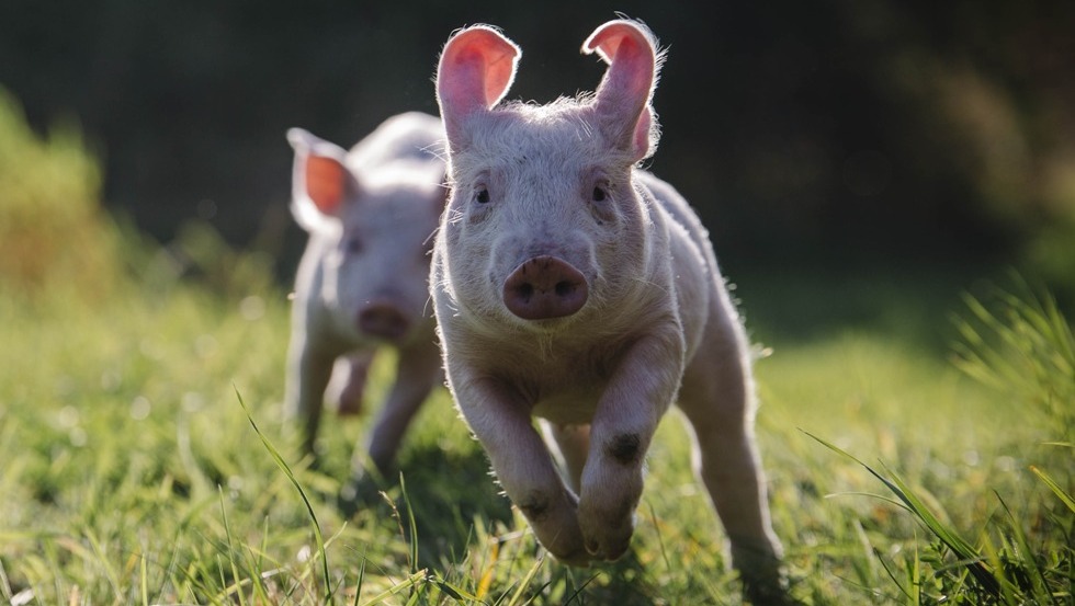 Schweine spielen im Grünen © Stiftung Tiernothilfe