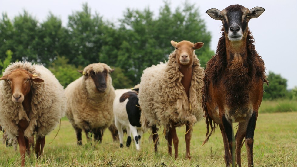Schafe haben viel Platz im Land der Tiere © Stiftung Tiernothilfe