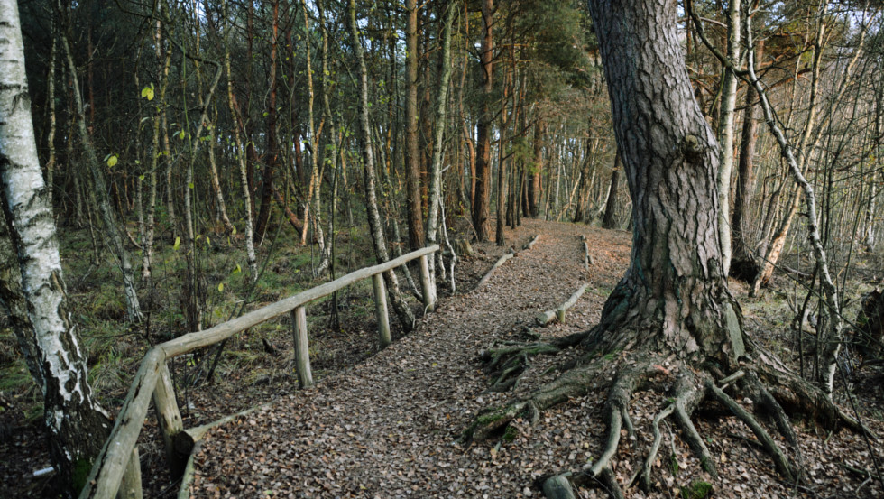 Grambower Moor ausgebauter Lehrpfad © Tourismusverband Mecklenburg-Schwerin