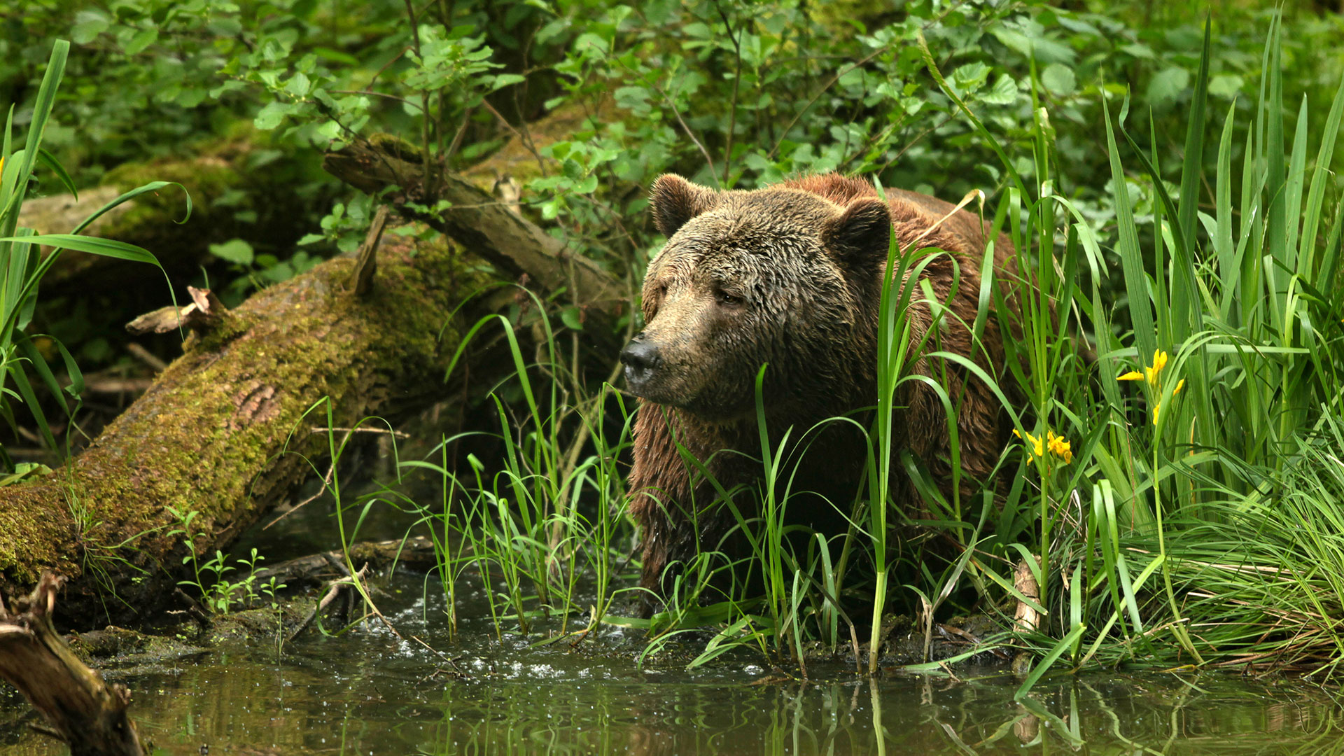 Auf den Spuren geretteter Braunbären im Bärenschutzzentrum © Thomas Oppermann