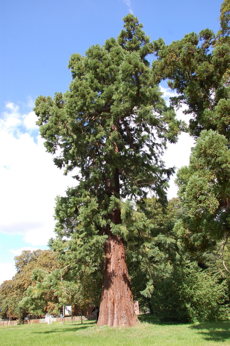 Zu den Exoten zählt dieser etwa 150 Jahre alte Mammutbaum.  © Gabriele Skorupski