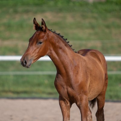 foal show