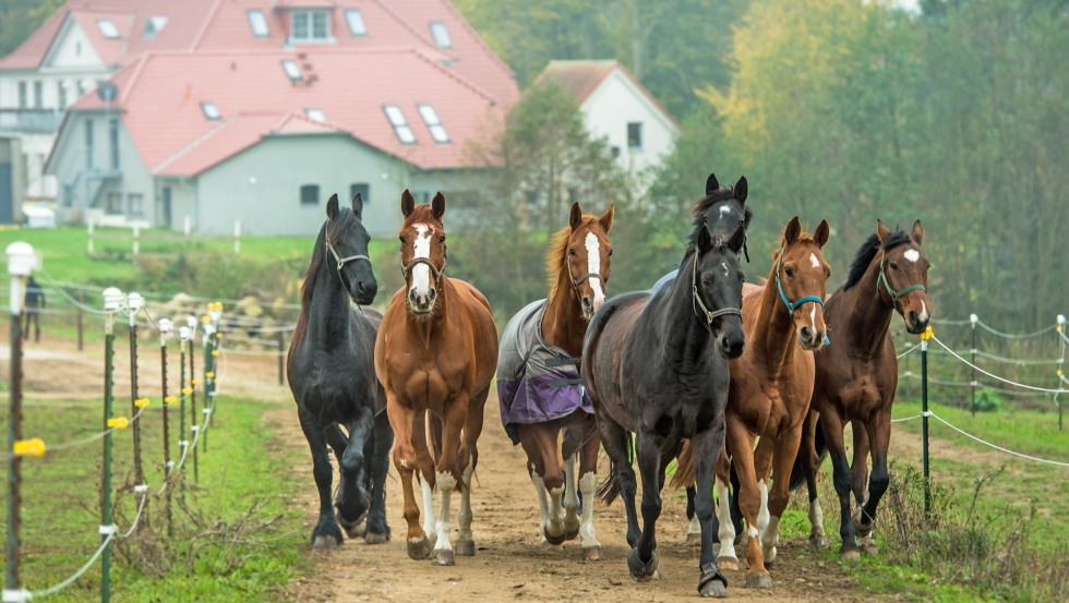Gut Vorbeck: Pferde auf dem Weg zur Weide © Gut Vorbeck_Stefan von Stengel