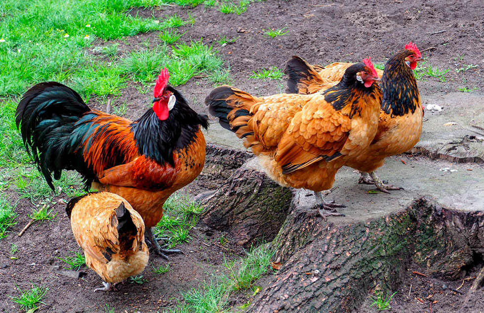 Old chicken breeds