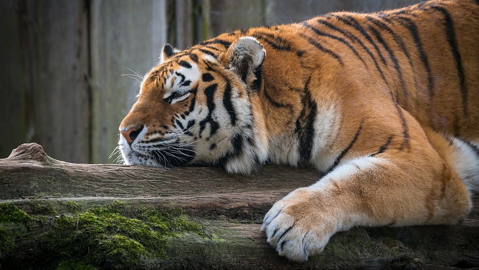 Amur-Tiger ganz entspannt im Zoo Schwerin © Erhard Heiden