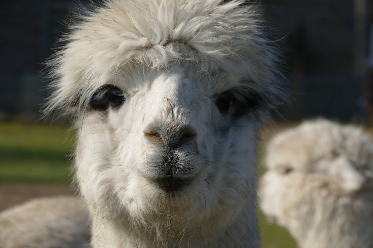 Fleesensee Alpacas