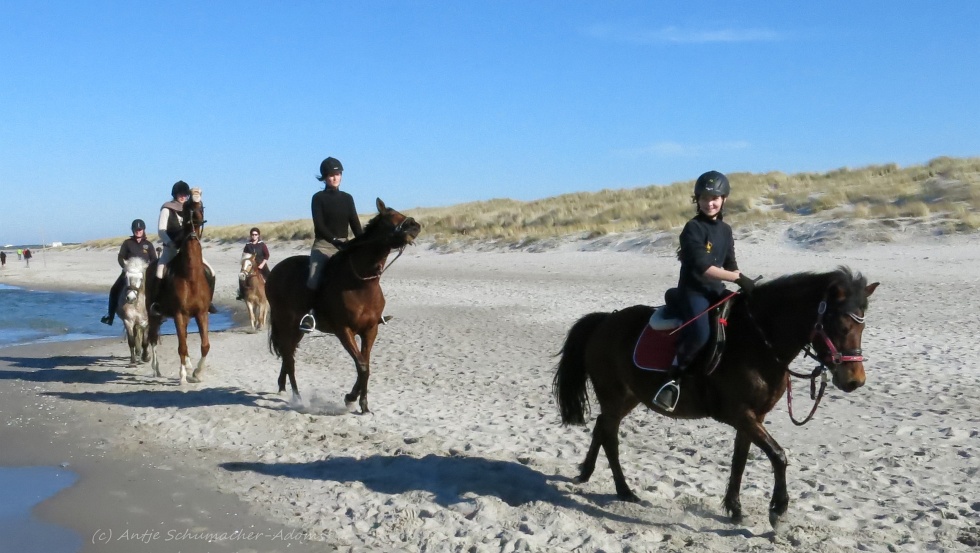 Horseback ride