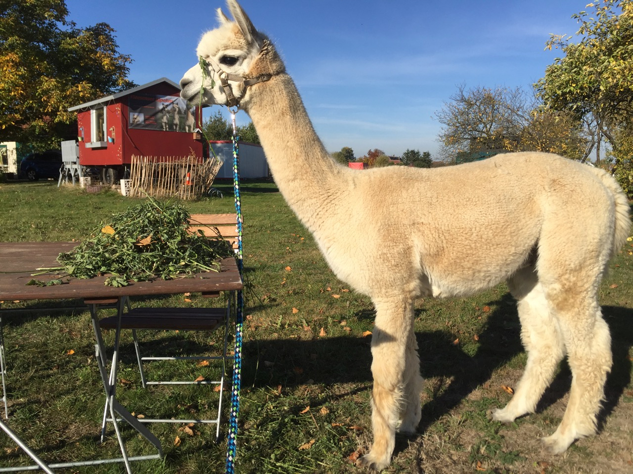 Fleesensee Alpacas