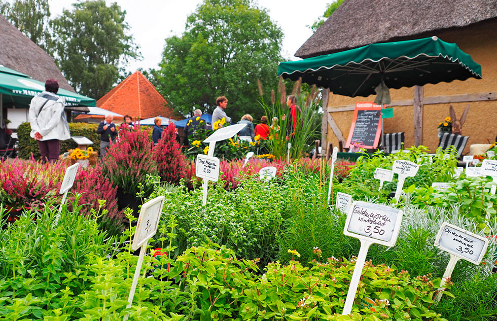 Plant market