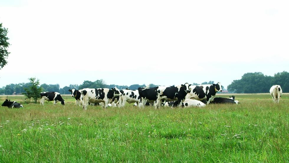 Die Kühe genießen im Sommer Weidegang © Archiv, Biosphärenreservatsamt Schaalsee-Elbe