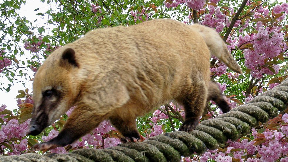 Die Nasenbären laufen auf dicken Seilen direkt über den Köpfen der Besucher © Tierpark Wismar