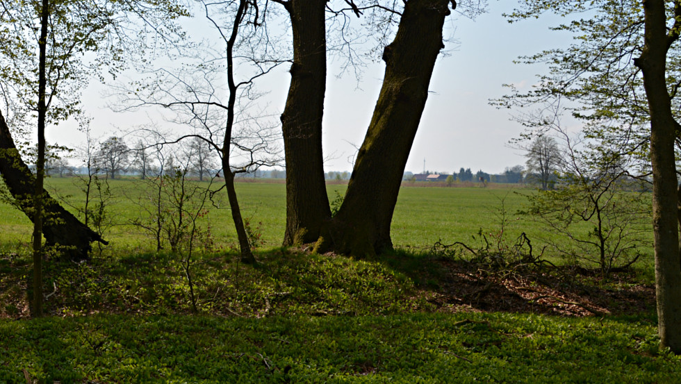 Blick in die Wiesenlandschaft © Foto: Tourismusverband Mecklenburg-Schwerin