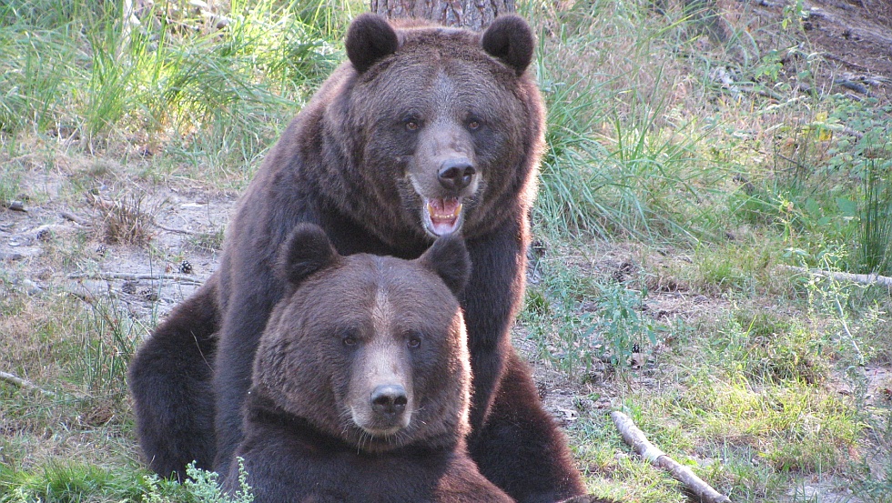 Die Braunbären Fred und Frode gehören zu den Besucherlieblingen © Wildpark-MV