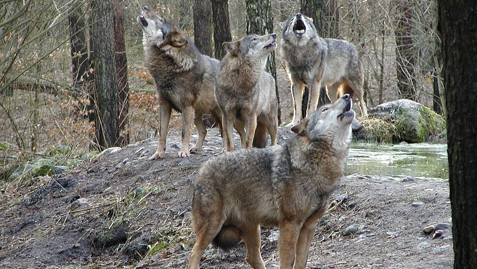 Das Wolfsrudel streift durch das Unterholz und stimmt zum großen Heulkonzert an © Wildpark-MV