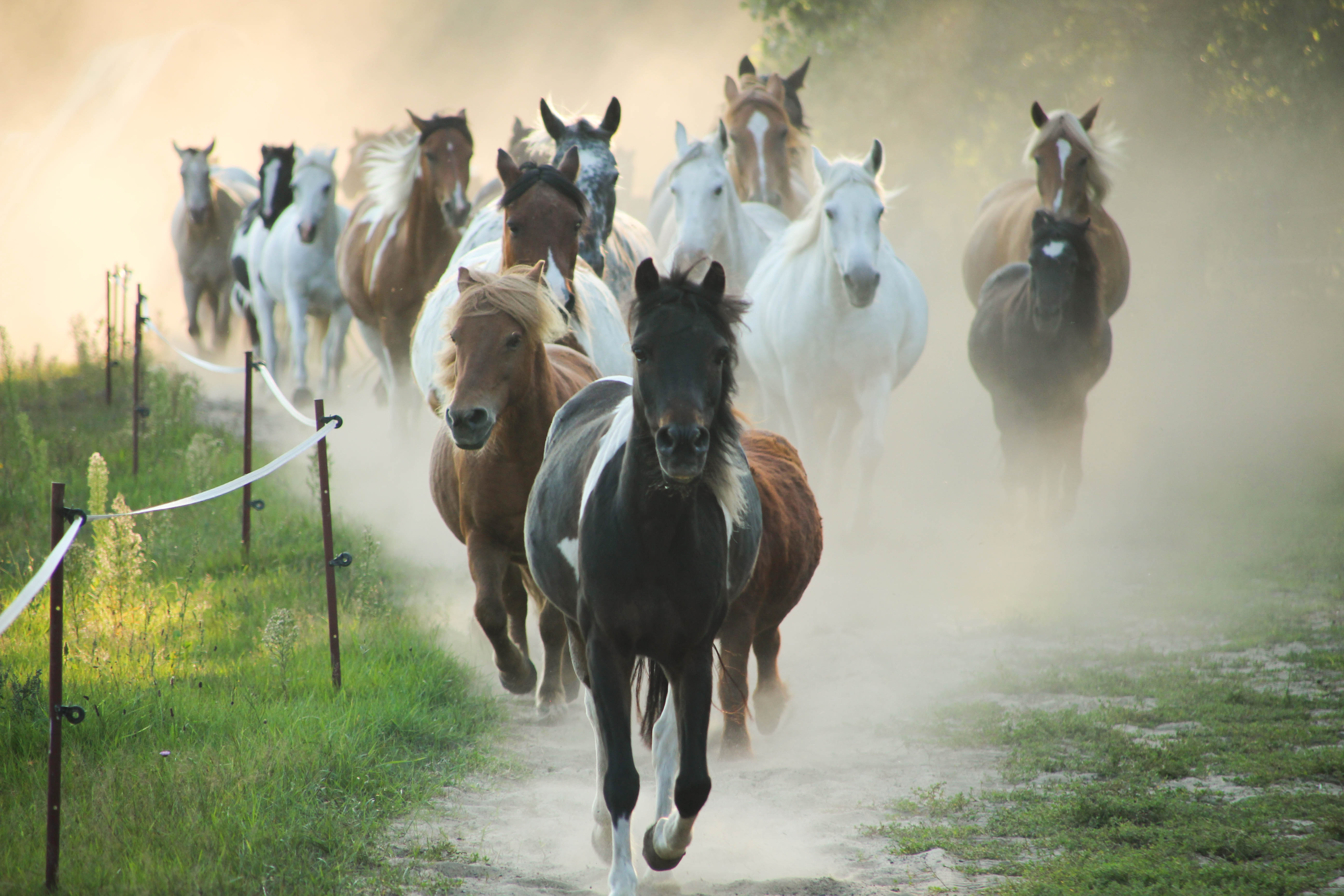 Ponyherde auf dem Pferdehof Zislow. © Pferdehof Zislow