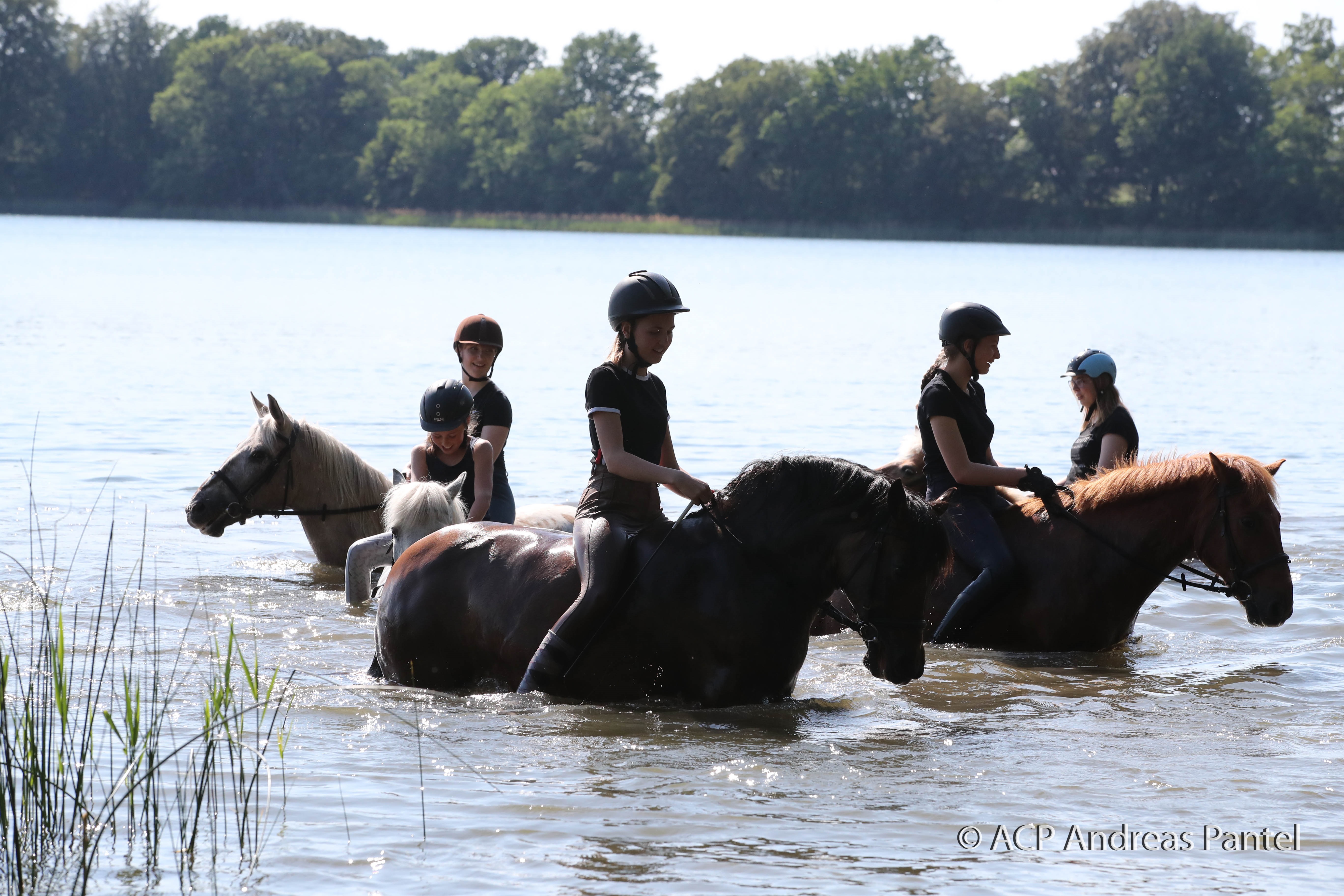 Auf dem Pferdehof Zislow ist es möglich, mit dem Pferd ins Wasser zu reiten. © TMV / ACP Pantel
