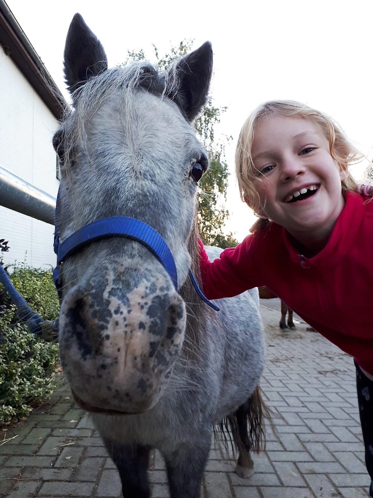ponyspass_rosi