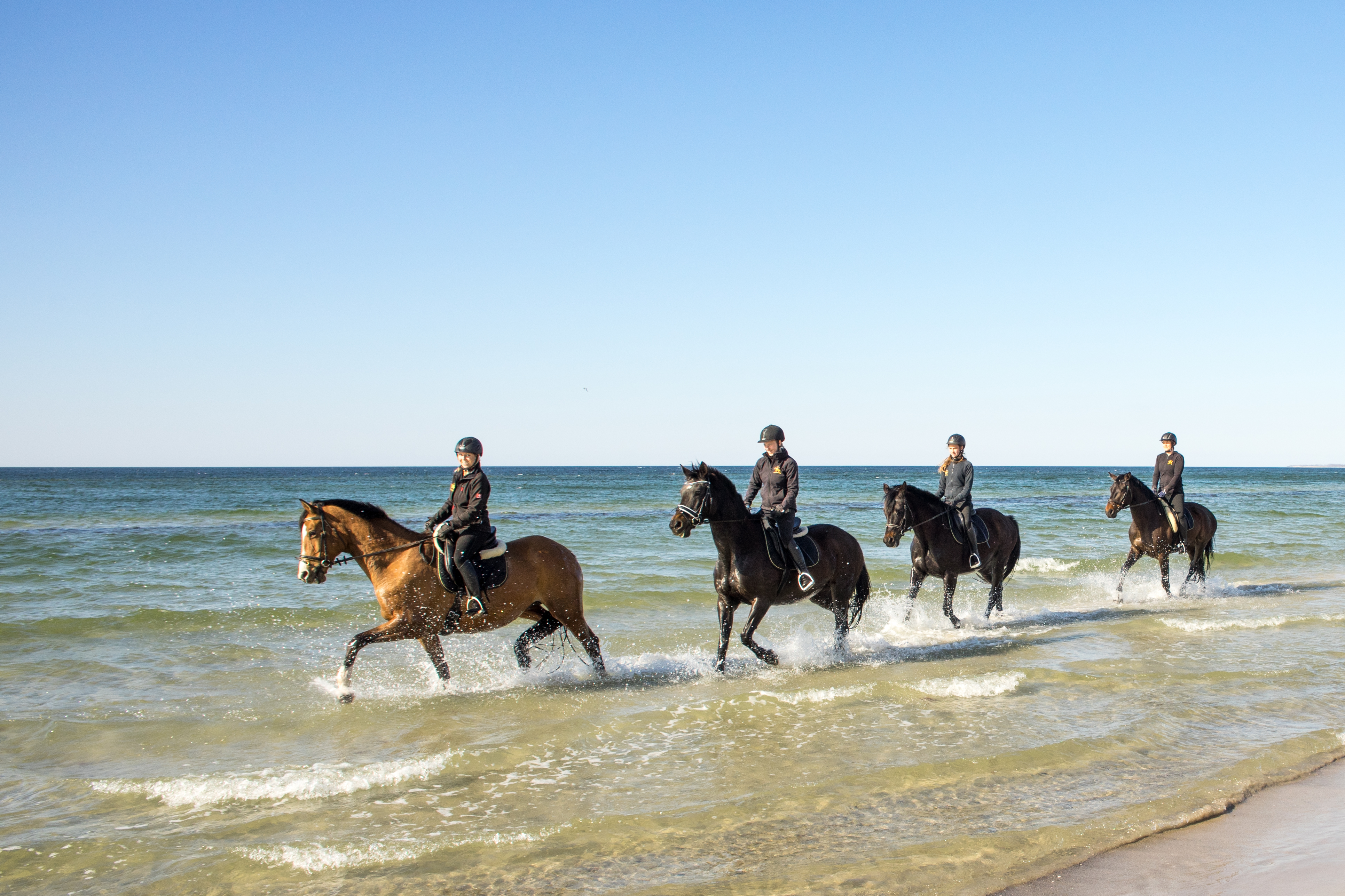 strandritt_trakehner_1