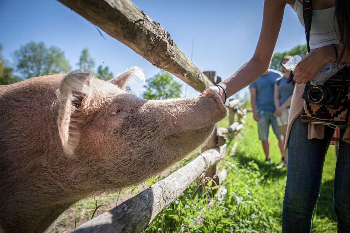 Schwein Rosalie und eine Besucherin beim Frühlingsfest 2018 im Land der Tiere © Timo Stammberger