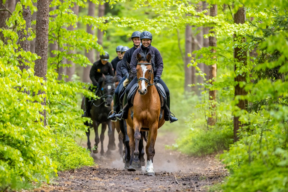 waldbild_trakverb052020_1